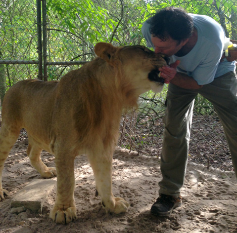 Lion kiss